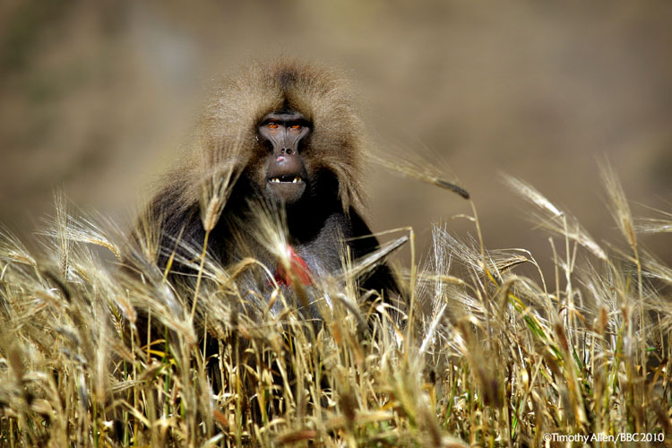 human planet grasslands